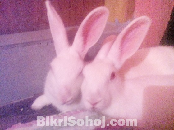 1 jora Adult female rabbit